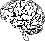 brain.gif (811 bytes)
